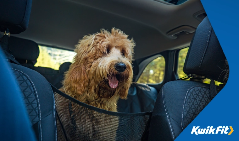 A dog in the back of the car